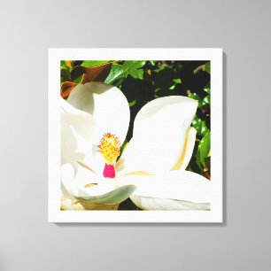 Magnolia flower canvas print