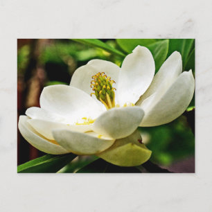 Magnolia Flower Close Up Postcard