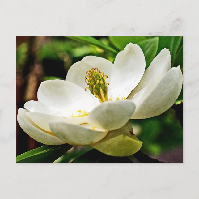 Magnolia Flower Close Up Postcard (Front)