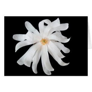 Magnolia Flower on Black