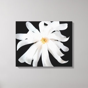 Magnolia Flower on Black Canvas Print