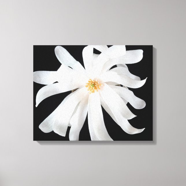Magnolia Flower on Black Canvas Print (Front)