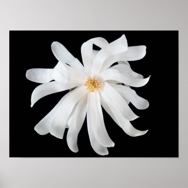 Magnolia Flower on Black Poster (Front)