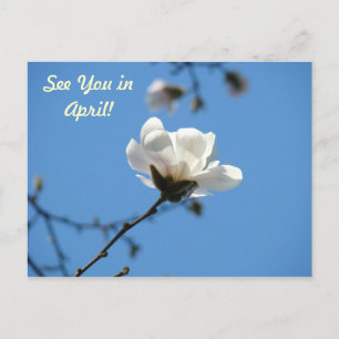 Magnolia Flower Postcards Service Maintenance