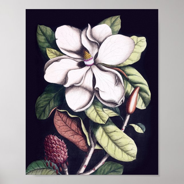 Magnolia Flower Poster (Front)