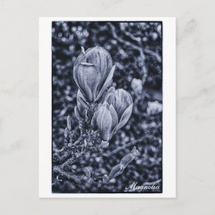 Magnolia Flower, Spring, Unfolding buds / Nature Postcard