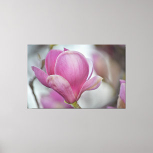 Magnolia Flower Tree Canvas Print