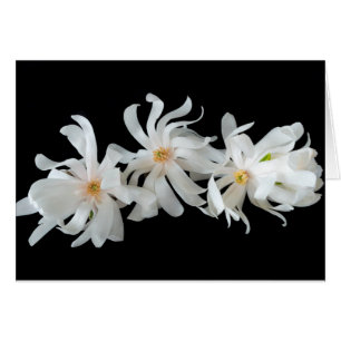 Magnolia Flower Trio on Black