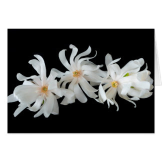 Magnolia Flower Trio on Black