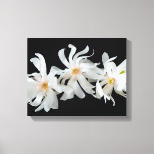 Magnolia Flower Trio on Black Canvas Print