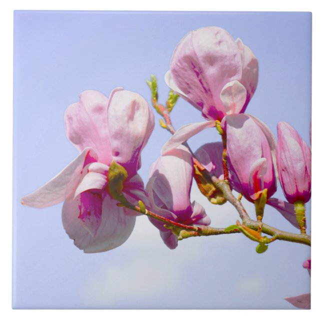 Magnolia Flowers Floral Botanical Blossom Chic Tile (Front)