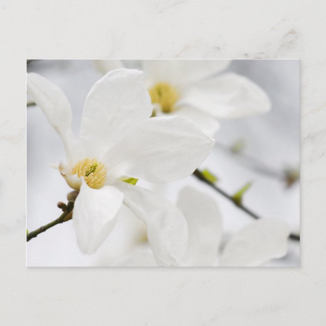 magnolia flowers postcard (Front)