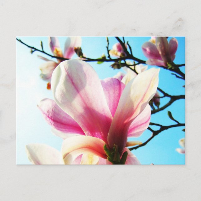 Magnolia flowers - Postcard (Front)