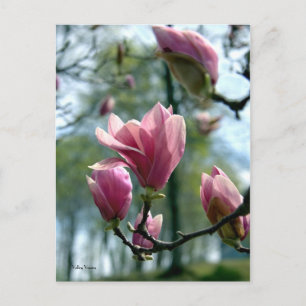 Magnolia Forest Postcard