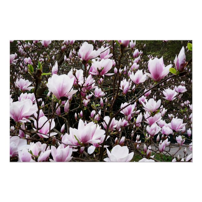 Magnolia Garden Poster (Front)