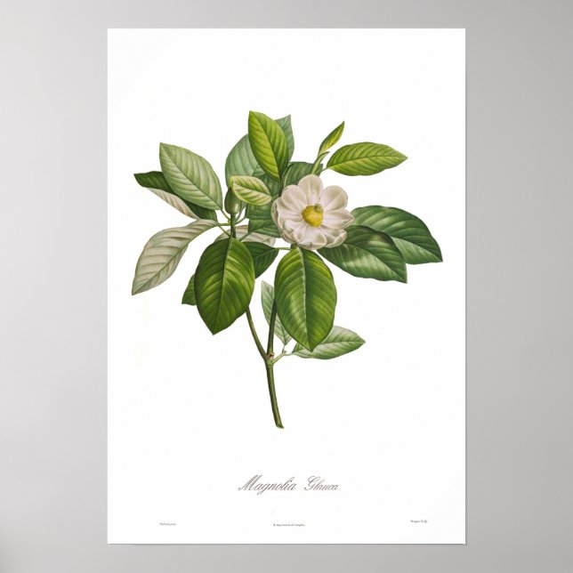 Magnolia glauca poster (Front)