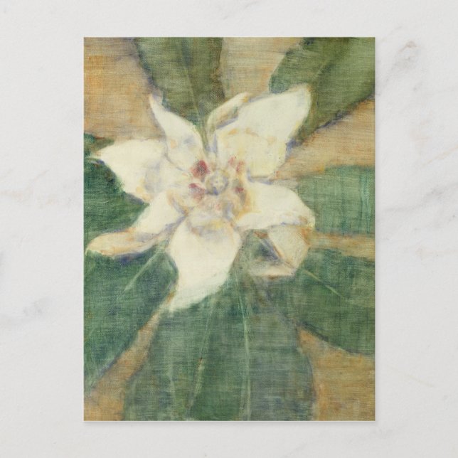 Magnolia Grandiflora Postcard (Front)