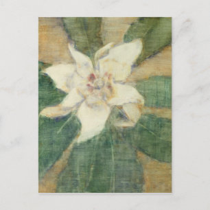 Magnolia Grandiflora Postcard