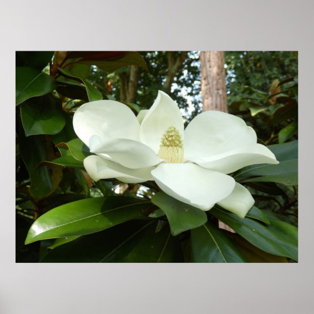 Magnolia Grandiflora Poster (Front)