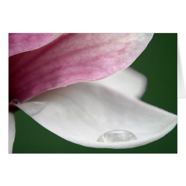 Magnolia Holding Rain (Front Horizontal)