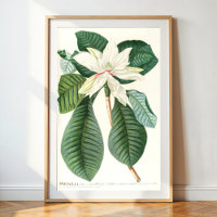Magnolia III (1750-1773)