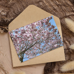 Magnolia in April Postcard