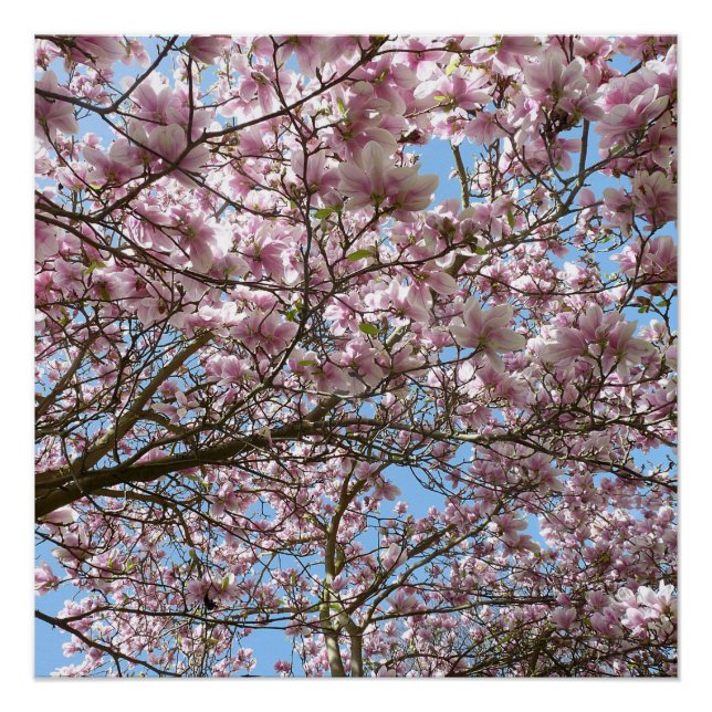 Magnolia in April Poster (Front)