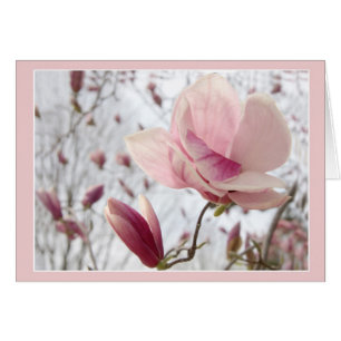Magnolia In Pink