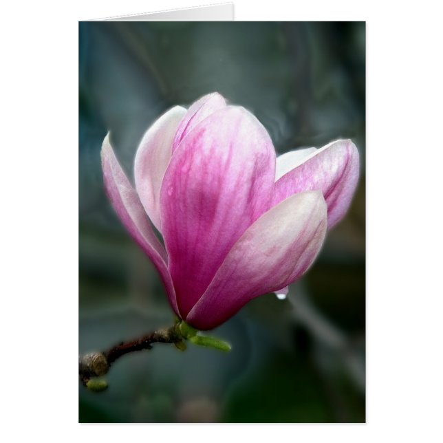 Magnolia In Rain (Front)