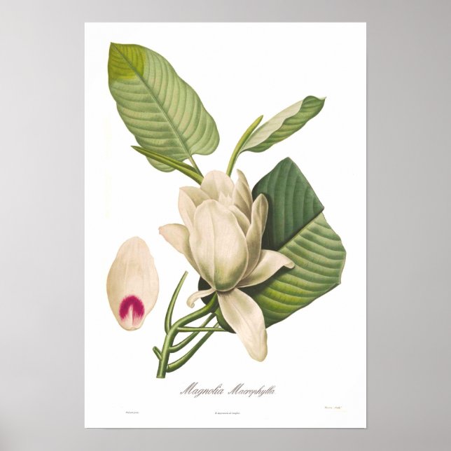 Magnolia macrophylla poster (Front)