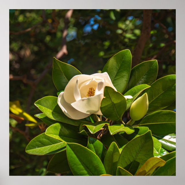 Magnolia of Corfu Poster (Front)