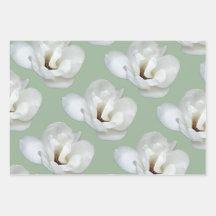 Magnolia on green