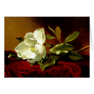 Magnolia on Red Velvet