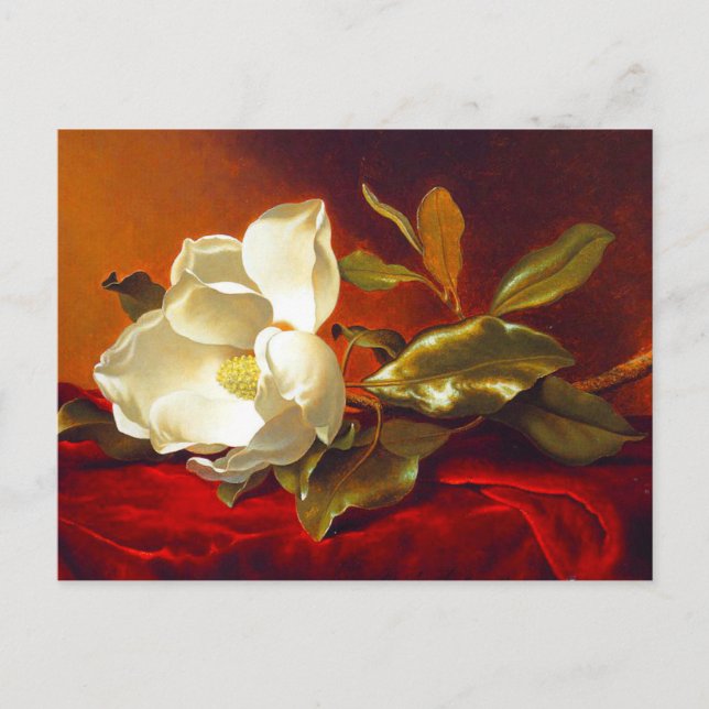 Magnolia on Red Velvet Martin Johnson Heade Postcard (Front)