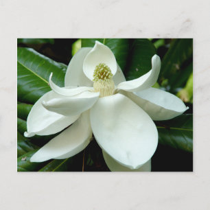 Magnolia Postcard