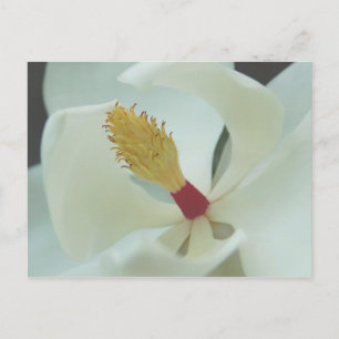 Magnolia Postcard