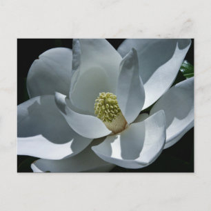 Magnolia - Postcard