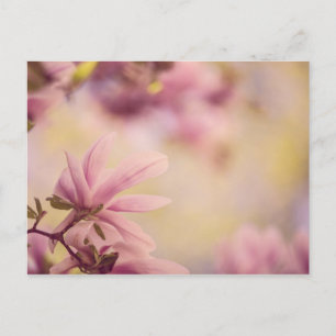 Magnolia Postcard