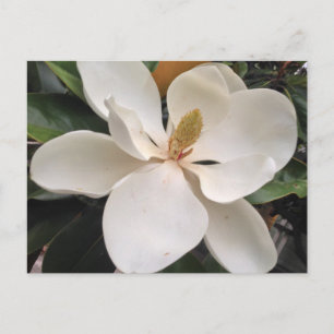 Magnolia Postcard