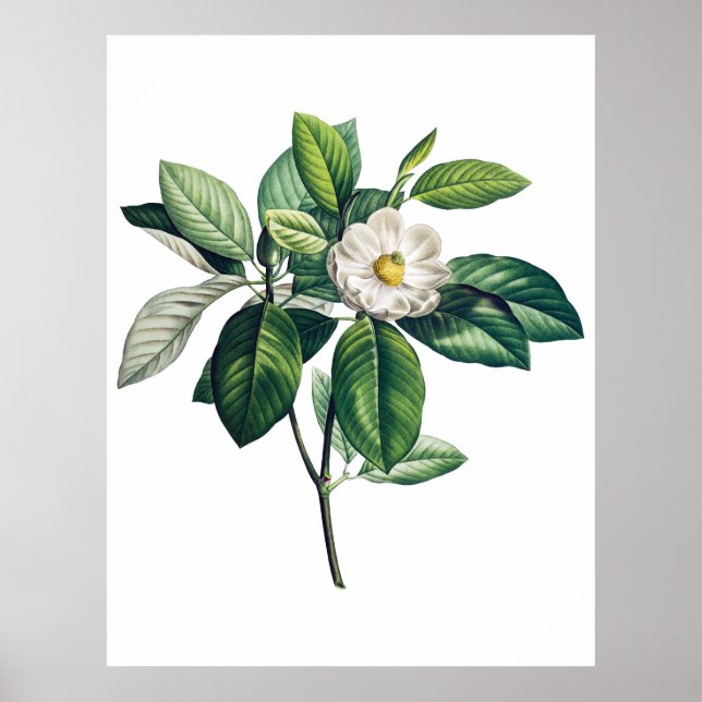 Magnolia poster (Front)