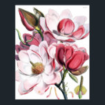 Magnolia Poster<br><div class="desc">Beautiful botanical illustration of magnolias</div>