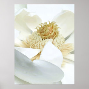 Magnolia’s bloom poster