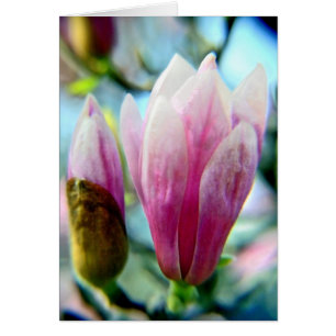 Magnolia Spires