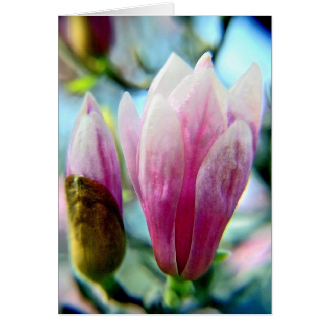 Magnolia Spires (Front)