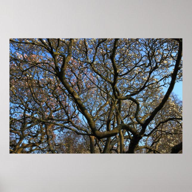 Magnolia Tree Branches Poster (Front)