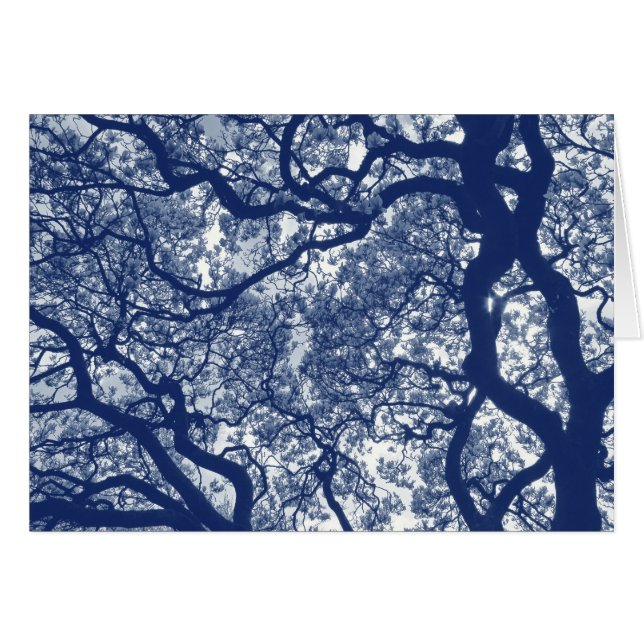 Magnolia Tree - Cyanotype Effect (Front Horizontal)
