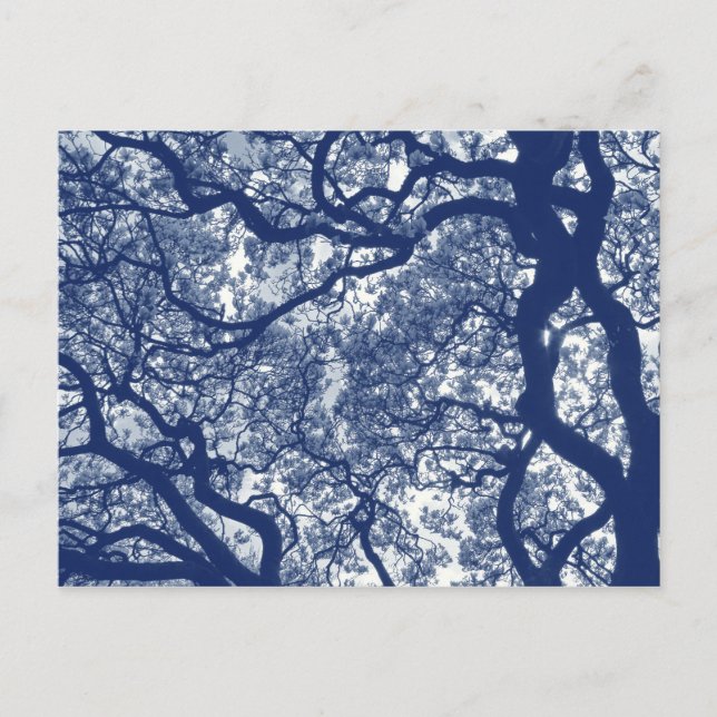 Magnolia Tree - Cyanotype Effect Postcard (Front)