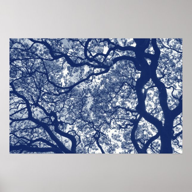 Magnolia Tree - Cyanotype Effect Poster (Front)