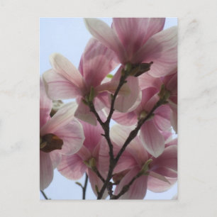Magnolia Tree in Bloom Postcard