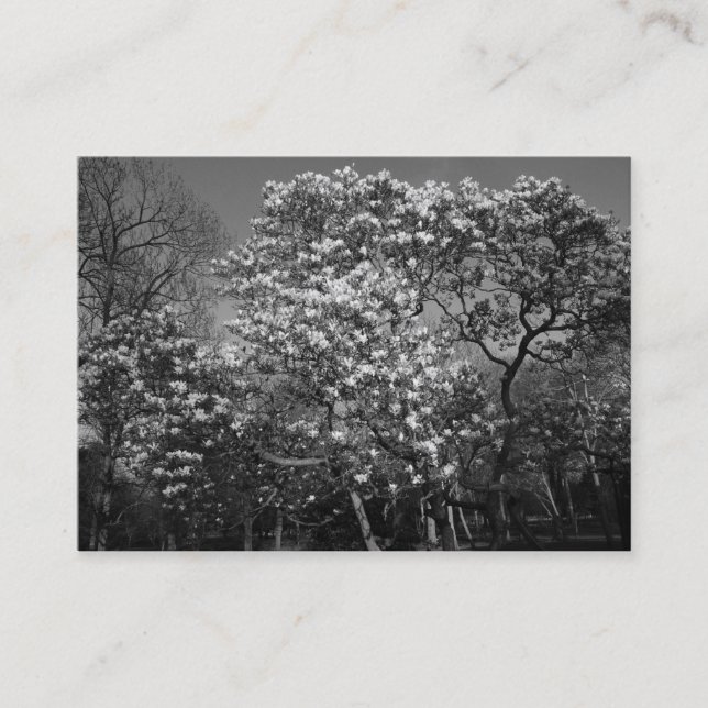 Magnolia Tree in Blossom (B&W) Business Card (Front)